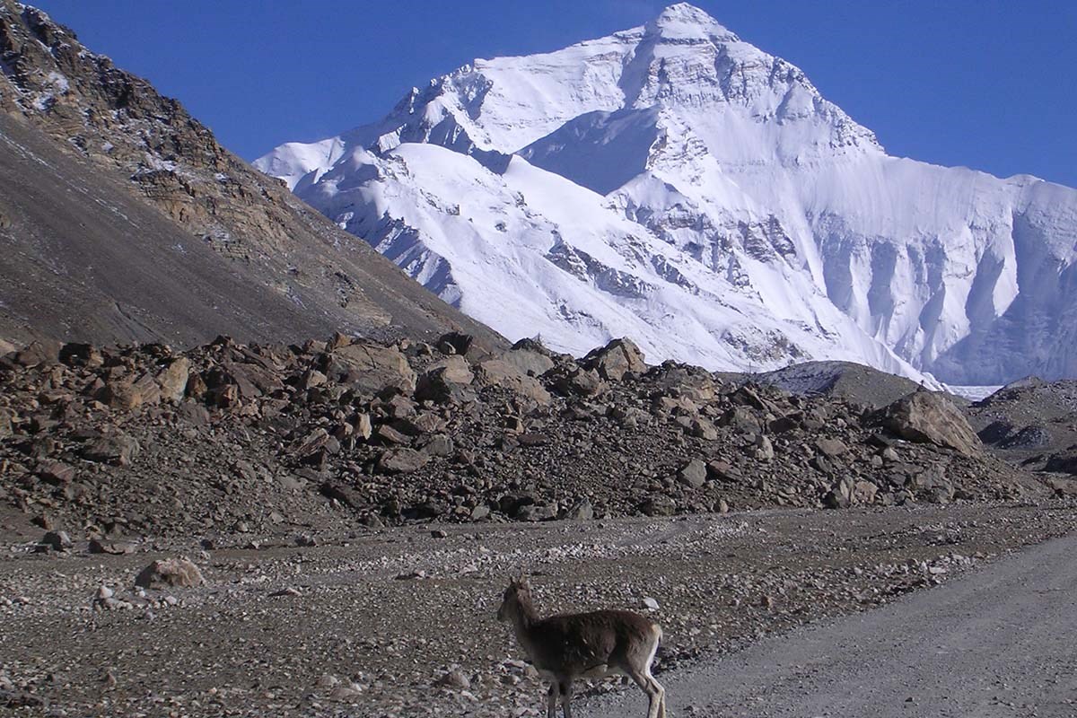 Qomolangma National Nature Reserve