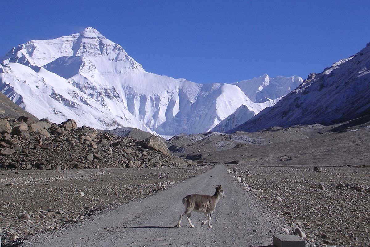 Qomolangma National Nature Reserve