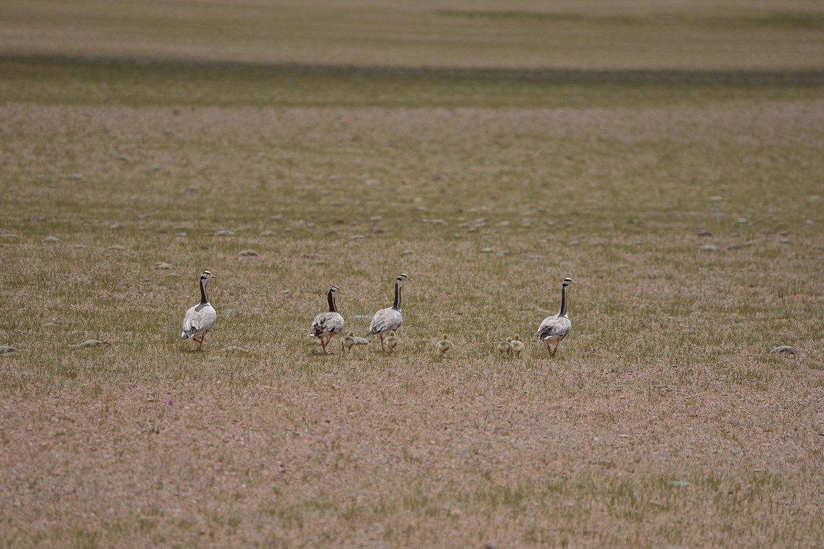 Qiangtang National Nature Reserve