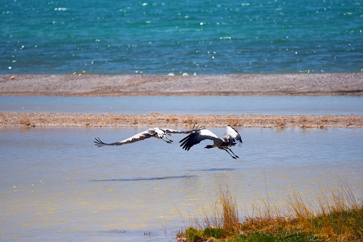Qiangtang National Nature Reserve