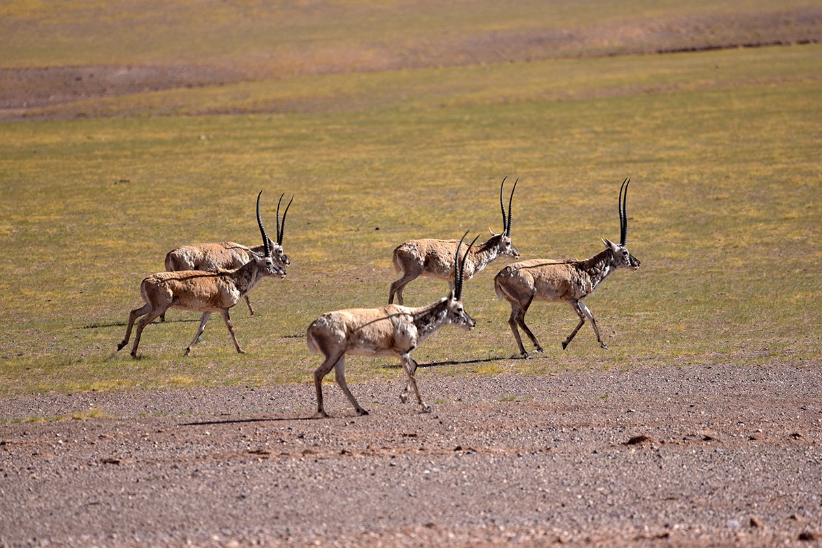 Qiangtang National Nature Reserve