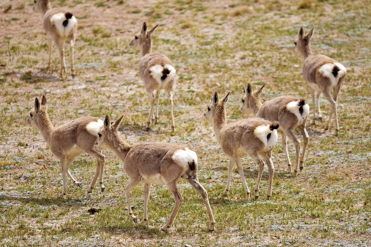 Qiangtang National Nature Reserve