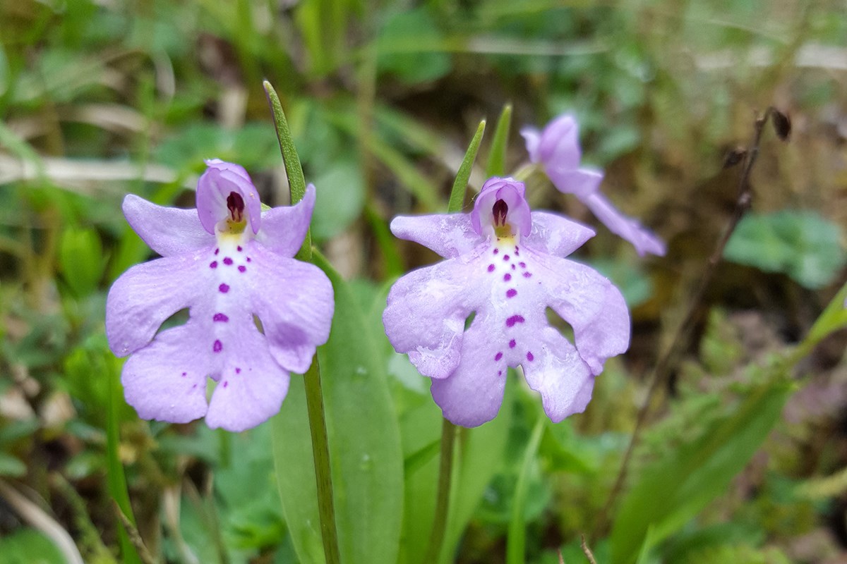 Amitostigma Monanthum | Photo by Zhang Yong