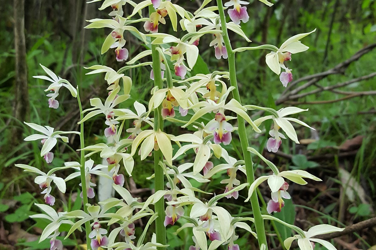 Calanthe Brevicornu | Photo by Zhang Yong