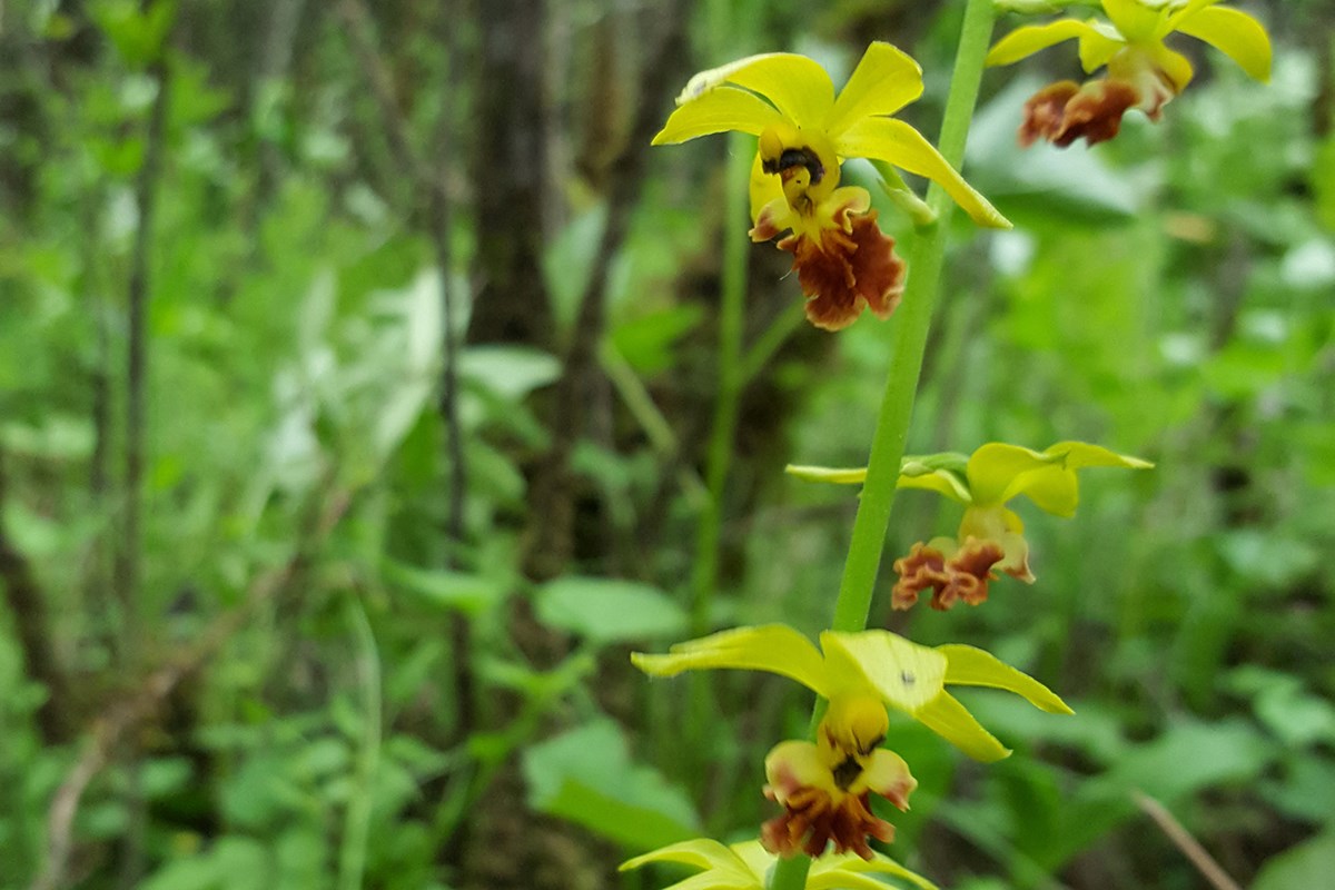 Calanthe ricarinata | Photo by Zhang Yong