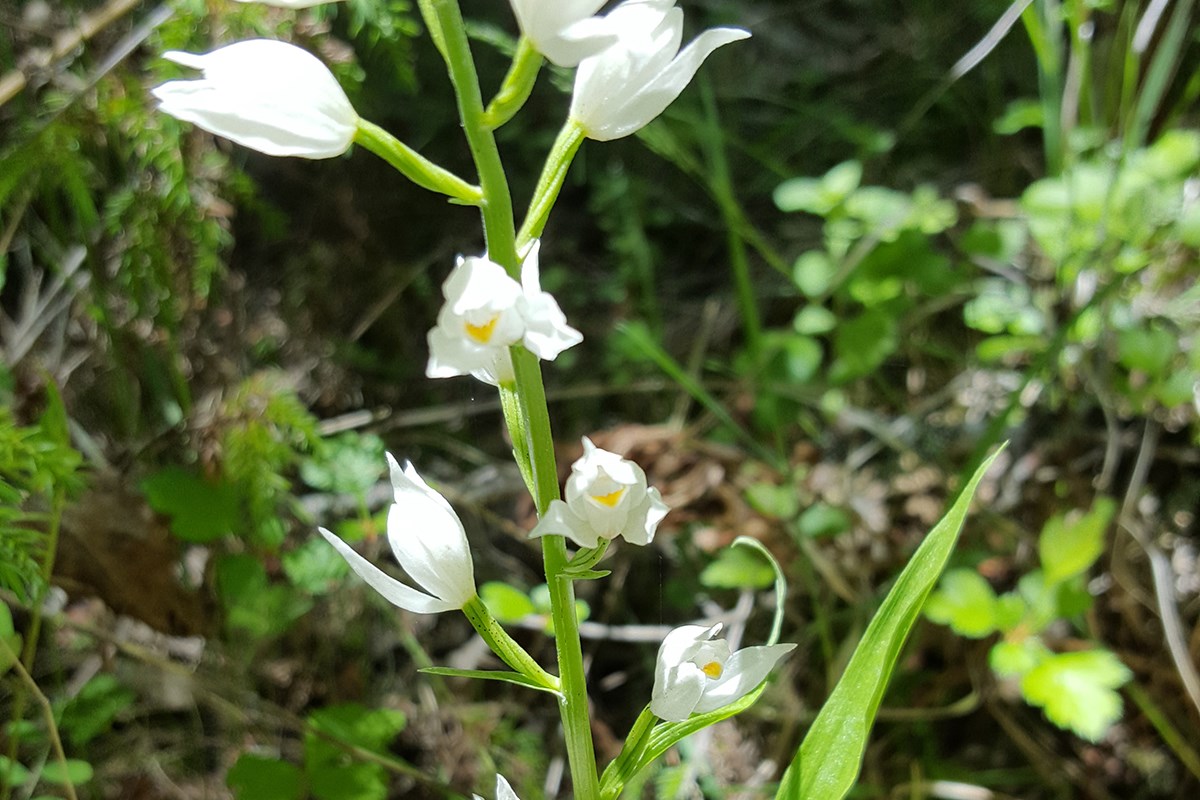 Cephalanthera longifolia | Photo by Zhang Yong