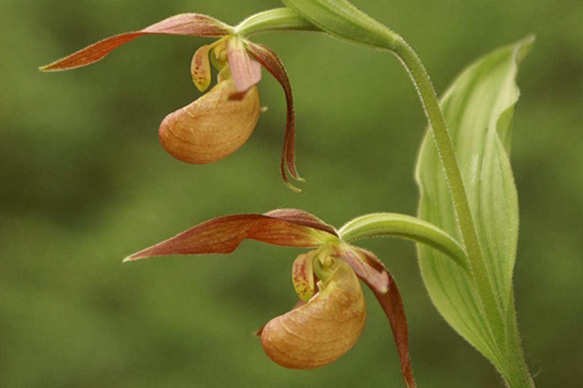 Cypripedium farreri 