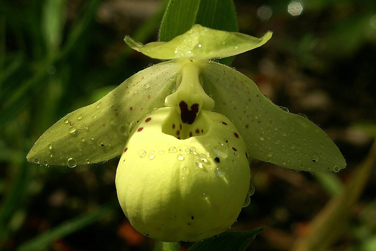 Cypripedium flavum | Photo by Zhang Yong