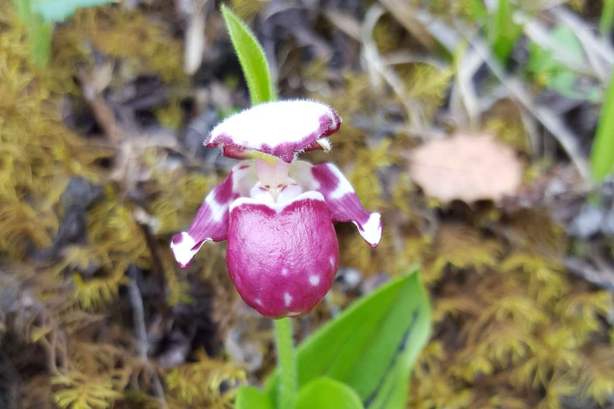Cypripedium guttatum | Photo by Zhang Yong