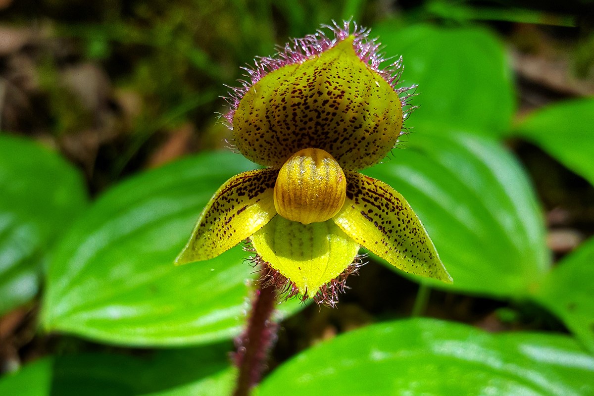 Cypripedium micranthum | Photo by Zhang Yong