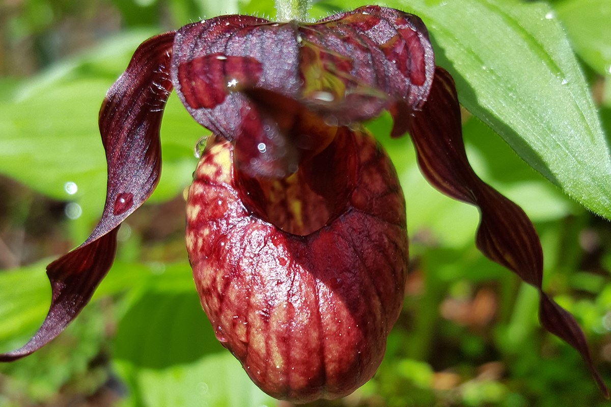 Cypripedium tibeticum | Photo by Zhang Yong