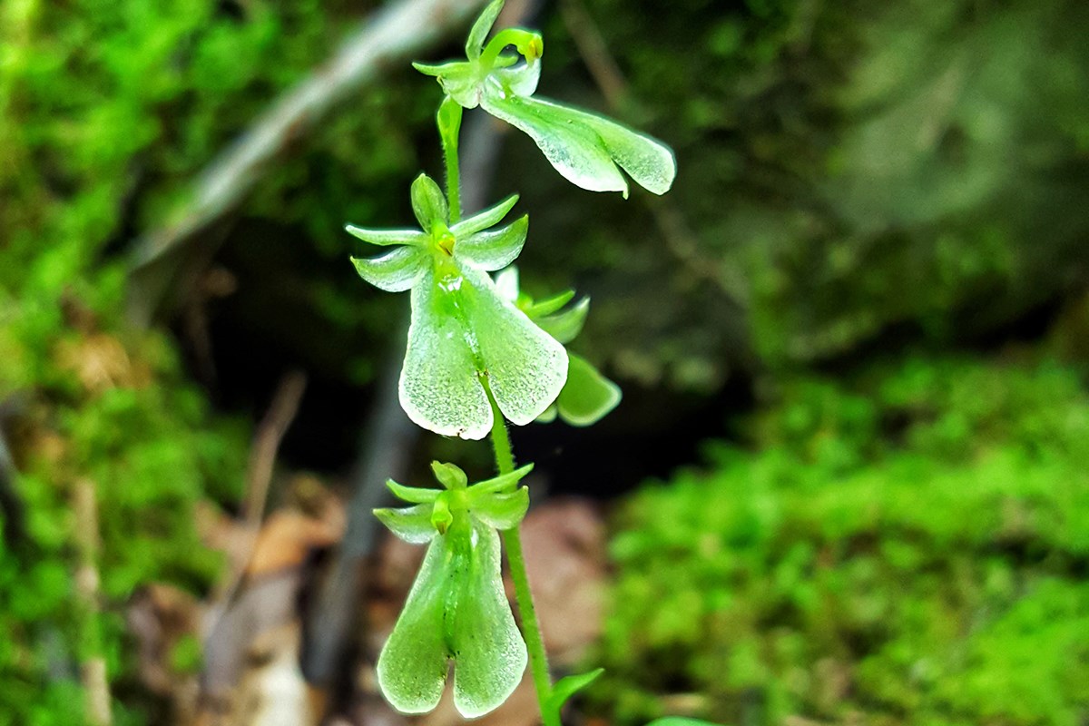 Listera Grandiflora | Photo by Zhang Yong