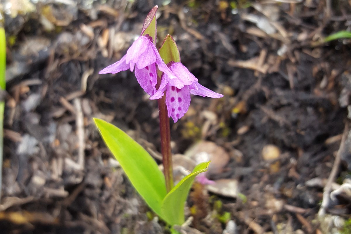 Orchis diantha | Photo by Zhang Yong
