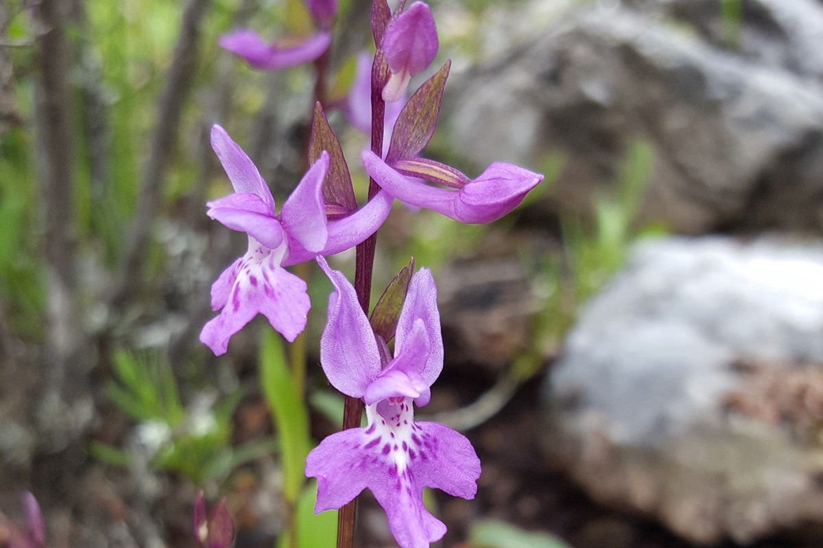 Orchis roborovskii | Photo by Zhang Yong