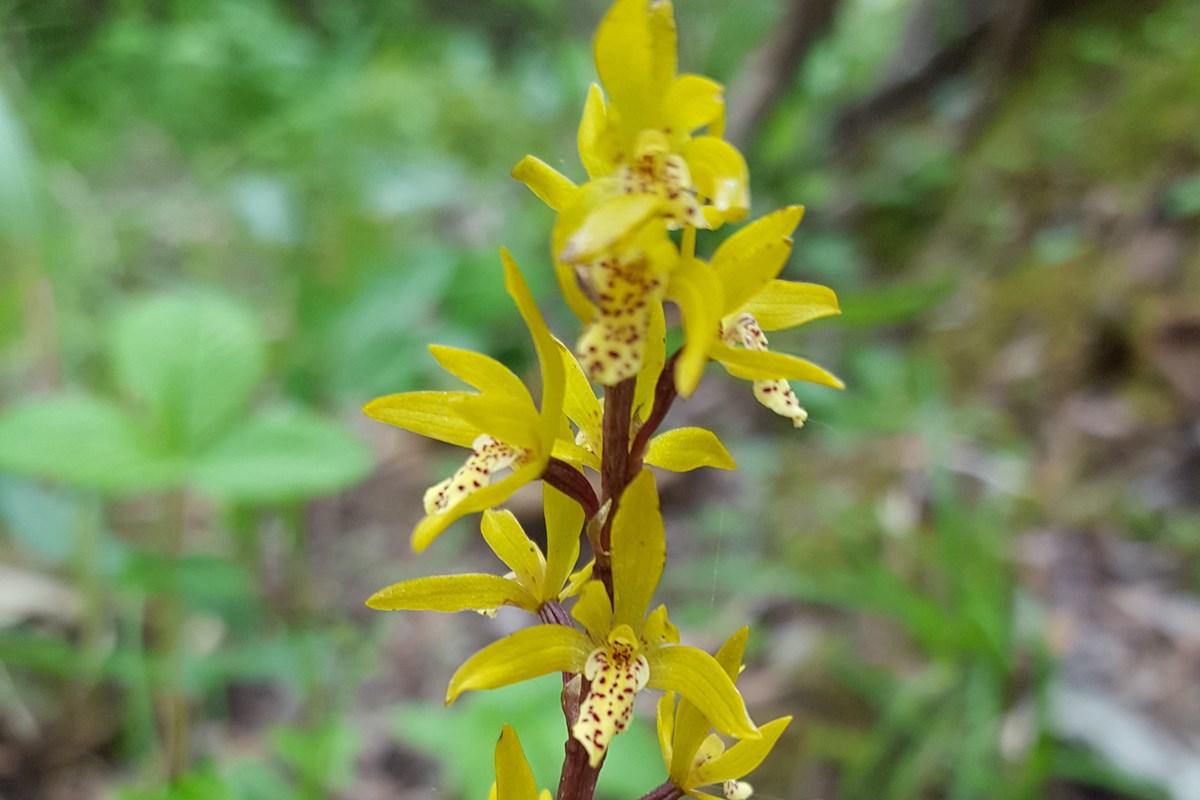 Oreorchis nana | Photo by Zhang Yong