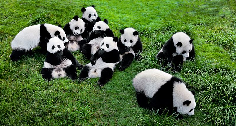 Pandas in Chengdu