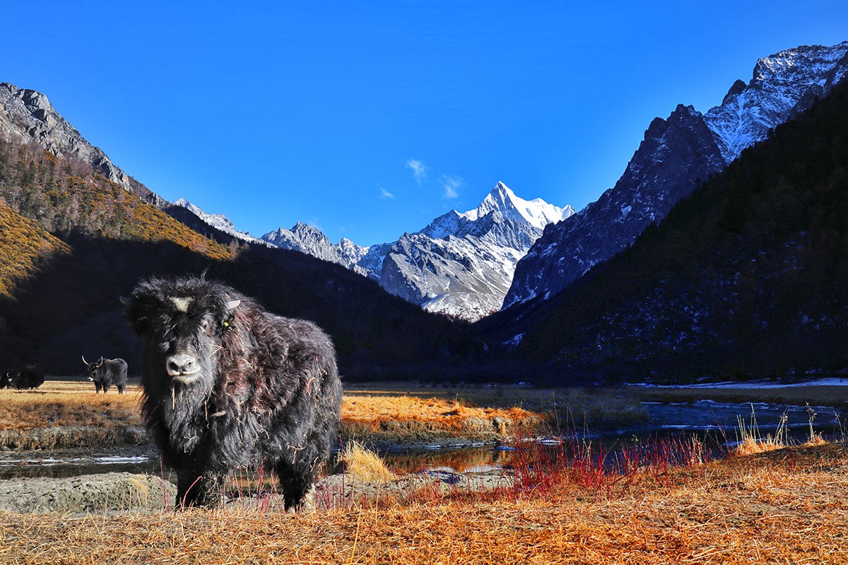 Xialuoduoji Mountain and Yak in Yading | Photo by Wang Lei