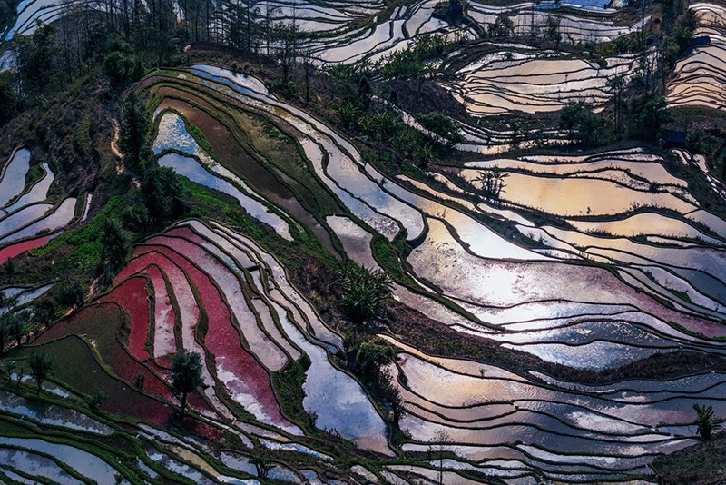 Rice Terrace of Yuanyang