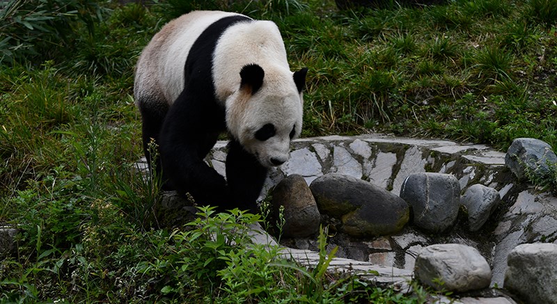 Pandas in Bifengxia